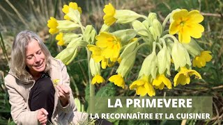 La primevère  la reconnaître et la cuisiner [upl. by Alidia671]