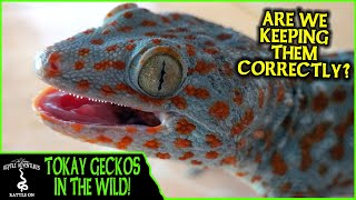 TOKAY GECKOS IN THE WILD are we keeping them correctly  Adventures in THAILAND 2020 [upl. by Sayce]