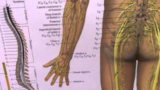 Arm and Hand Numbness Sciatica and Peripheral Nerves Explained [upl. by Neela]