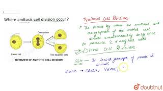 Where amitosis cell division occur [upl. by Cadman200]