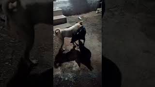 dogcomedyvideo jabpyarkiyatodarnakya 😝 [upl. by Anawaj822]