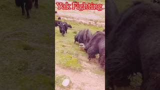 Yak Fight l Yak breed l ViralYak shorts [upl. by Htelimay]