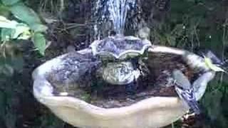 Gold Finches amp House Finches in the Bird Bath [upl. by Learrsi]