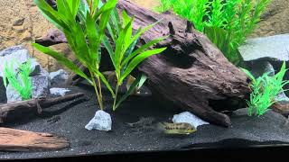 75 gallon Cichlid community tank [upl. by Okechuku]