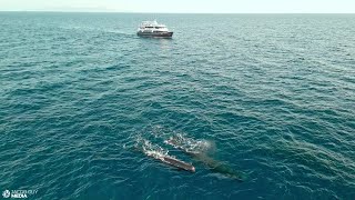 Indonesia The Cetacean Highway  Encounter Eight Different Cetaceans in One Cruise [upl. by Campagna]