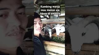 kambing manja mau makan aja harus di ambilin kambing shorts fypシ゚viral [upl. by Laundes]