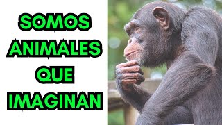 Somos animales que imaginan  Homo sapiens  Yuval Noah Harari  Psicología evolucionista [upl. by Anglim603]