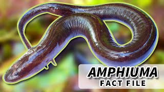 Amphiuma facts United States LONGEST Salamander  Animal Fact Files [upl. by Ninehc]