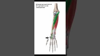 flexor carpi radialis [upl. by Lydnek705]