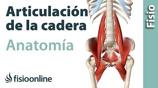 ARTICULACIÓN DE LA CADERA Anatomía huesos ligamentos movimientos y curiosidades [upl. by Pelaga388]