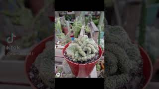 Mammillaria Elongata Cristata CactusCerebro cactuslovers buenosaires cactusmania [upl. by Bocyaj]