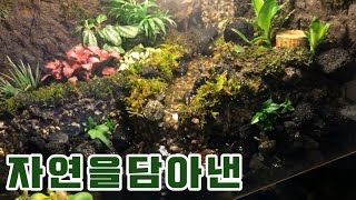 폭포와시냇물이흐르는 거북이 팔루다리움Paludarium flowing with waterfalls and streams [upl. by Wolford]