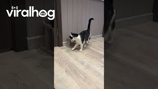 Cat Uses Water Bowl As a Litter Box  ViralHog [upl. by Thorlie]