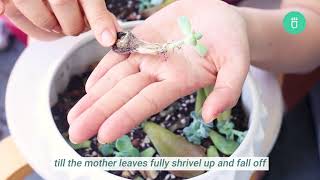 How to Propagate Succulents for Beginners  Best succulent propagation method for beginners [upl. by Eilah999]