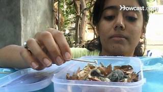 How to Feed a Baby Bird [upl. by Reema]