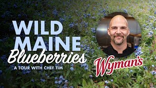 Wild Maine Blueberries Touring Wymans with Chef Tim [upl. by Valina468]