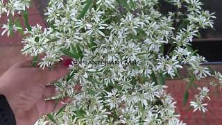 White Christmas Bush  Euphorbia Leucocephala complete information and care [upl. by Auhsej]