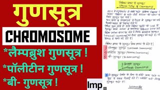 Chromosomes  लैम्पब्रश क्रोमोसोम  पॉलिटीन क्रोमोसोम  बी गुणसूत्र  Special Type Of Chromosome [upl. by Are134]