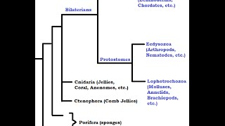 Ancient Ancestors from the Cambrian Period [upl. by Erimahs]