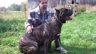 Cane Corso Female 143 lbs [upl. by Uyekawa]