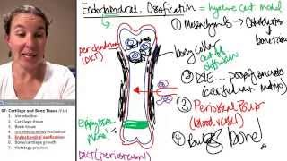 Bone  Cartilage 5 Endochondral Ossification [upl. by Nimad]