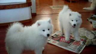 samoyed puppies play [upl. by Oivalf850]