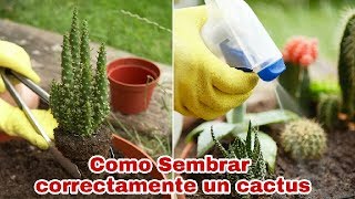 Como Sembrar Correctamente Un Cactus [upl. by Keil]