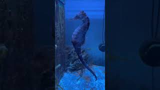 My seahorse is getting big nature seahorse oceanlife saltwateraquarium love seahorselove [upl. by Aklim]