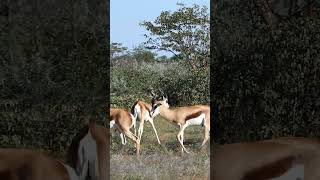 Springbok Antelope in Namibia shorts [upl. by Sanfred]