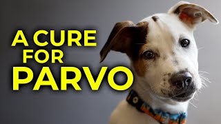 A Cure for The Parvovirus in Dogs Treatment for Dogs Sick with Parvo [upl. by Alcock]