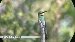 Birdwatching tour of Kakadu Australia with an expert [upl. by Eberly]