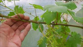 la vigne taille en vert le 28 mai 2021 Raisin Chasselas dorée [upl. by Ycats]