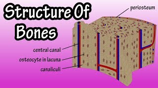 Structure Of Bone Tissue  Bone Structure Anatomy  Components Of Bones [upl. by Nnylatsirk]