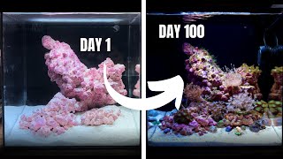 My First Ever REEF AQUARIUM Day 1 to 100 [upl. by Gerhardt]