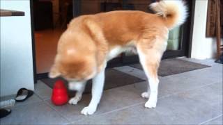 Les jouets doccupation pour chien  Le Kong Wobbler [upl. by Franchot479]