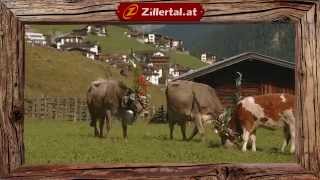 Almabtrieb im Zillertal [upl. by Arda]