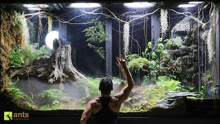 2 Month Evolution of My Giant Rainforest Vivarium [upl. by Frasier]