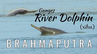 Ganges River Dolphin baby with mother in Brahmaputra river of Assam [upl. by Eimmat]