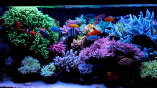 Krzysztof Trycs reef tank  system with NPreducing BioPellets [upl. by Nimajnab]