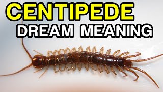 Centipede Dream Meaning Dream Meaning about centipede and dream Interpretation [upl. by Ojeitak]