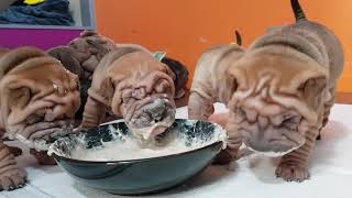 sharpei puppies 35 weeks enjoying their first meal [upl. by Neelrahc]