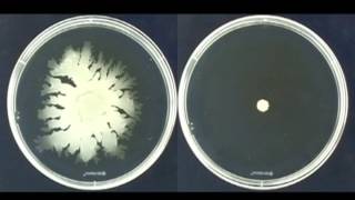 Colony spreading of Staphylococcus aureus [upl. by Beilul]