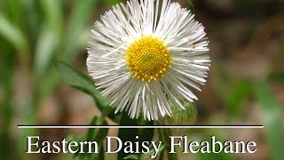 Daisy Fleabane Poor Name Tasty Weed [upl. by Calvano]