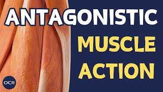 Roles of muscles in movement  OCR GCSE PE  Muscular System 12 [upl. by Olin521]