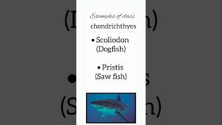 Animal kingdom  class11 examples of class chondricthyes animalkingdom class11 neet example [upl. by Ramburt]