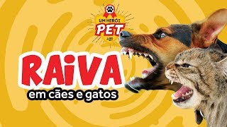 Raiva em Cães e Gatos [upl. by Aseret260]