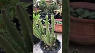 Stapelia gigantea stapelia plants succulent cactusandsucculents cactusgarden viralvideo short [upl. by Gerek]