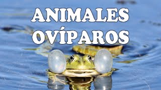 Animales ovíparos y sus características [upl. by Zweig458]