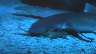 Baby nurse shark birth captured on camera [upl. by Hcire933]