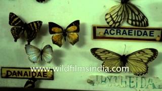 Hesperiidae Nymphalidae and other butterflies from India [upl. by Tennek]